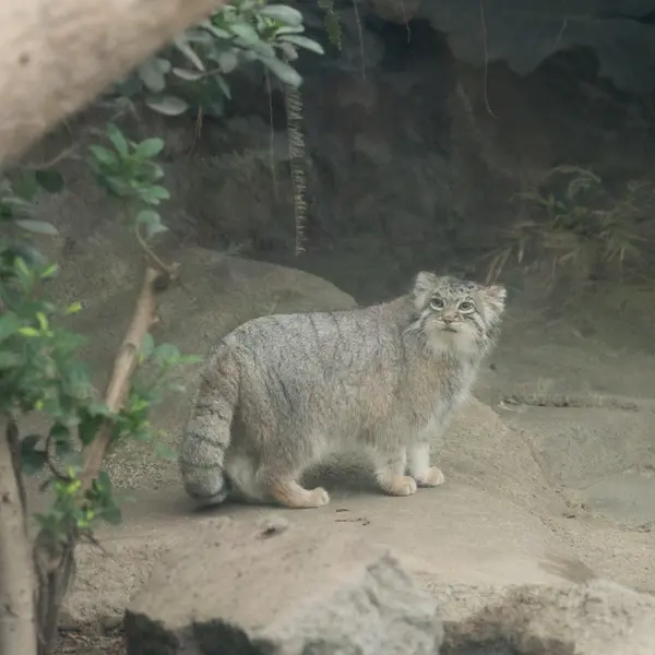 A photograph of Az in Kobe Animal Kingdom
