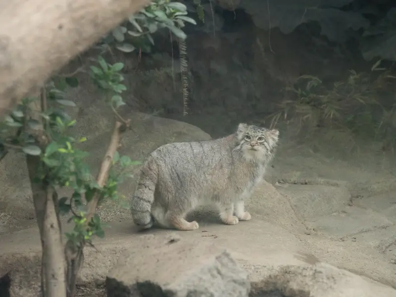 A photograph of Az in Kobe Animal Kingdom
