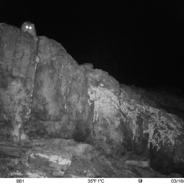 A photograph of Otocolobus manul manul from Aktas-Kunkora [new] camera trap