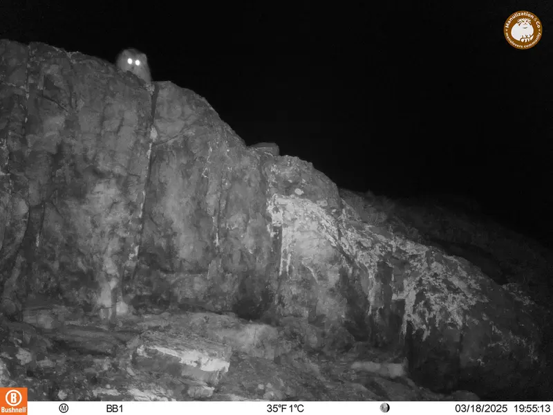 A photograph of Otocolobus manul manul from Aktas-Kunkora camera trap