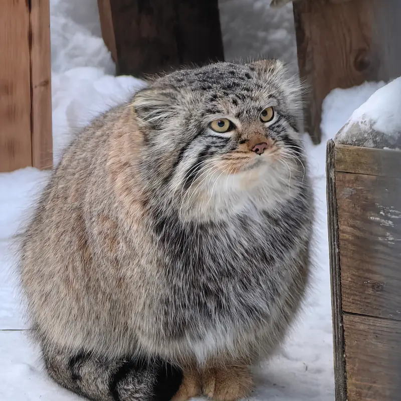 A photograph of Son of Eve 2024 Ⅱ in Novosibirsk Zoo