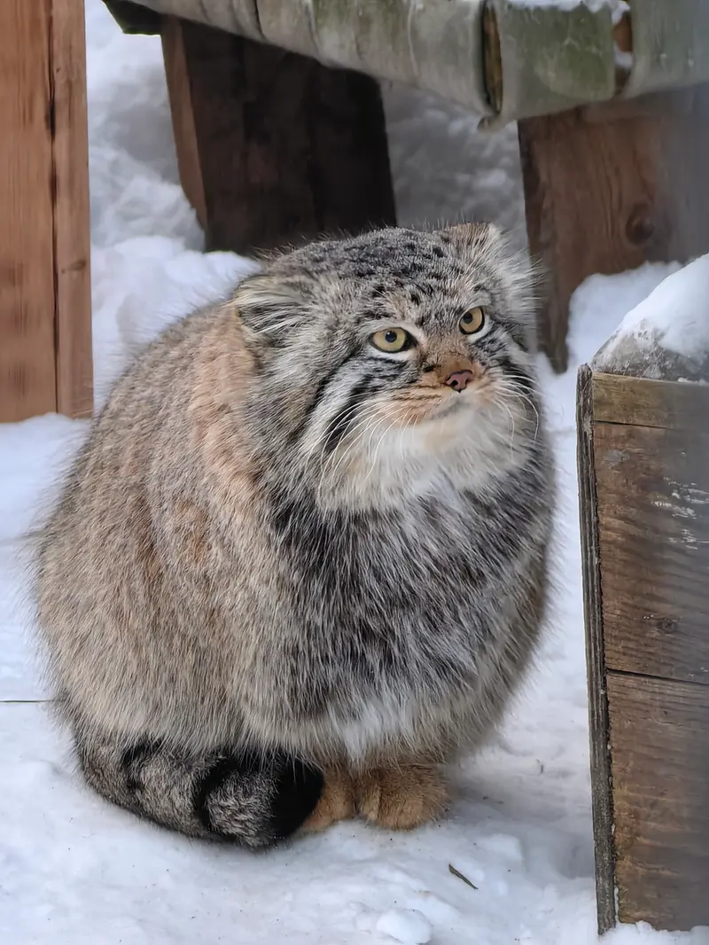 A photograph of Son of Eve 2024 Ⅱ in Novosibirsk Zoo