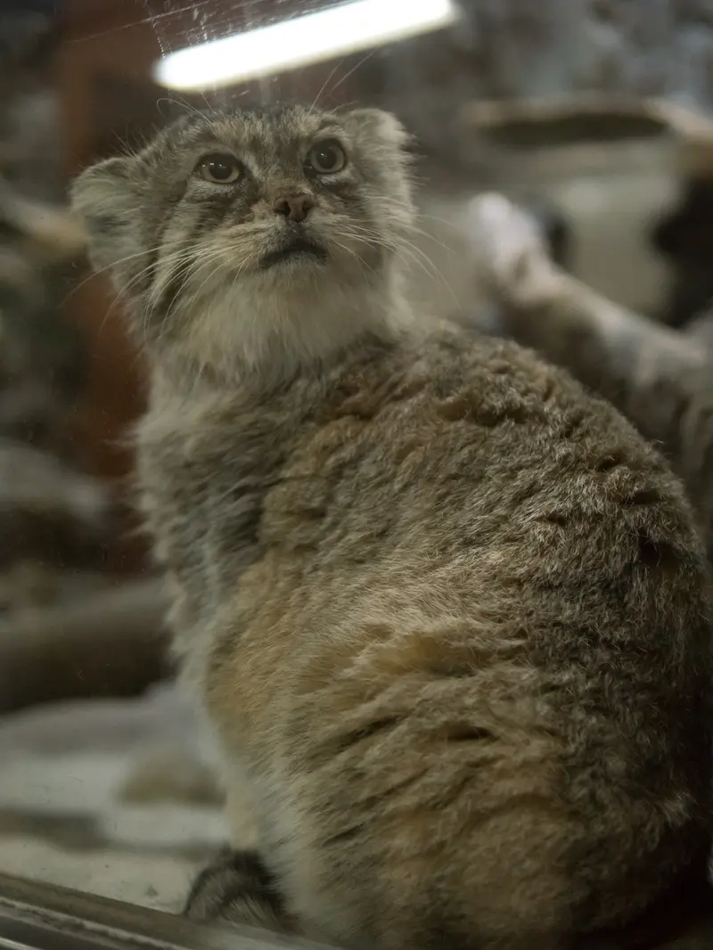 A photograph of Primula in Ueno Zoological Gardens