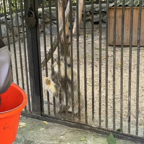 A photograph of a Pallas's cat in Novosibirsk Zoo