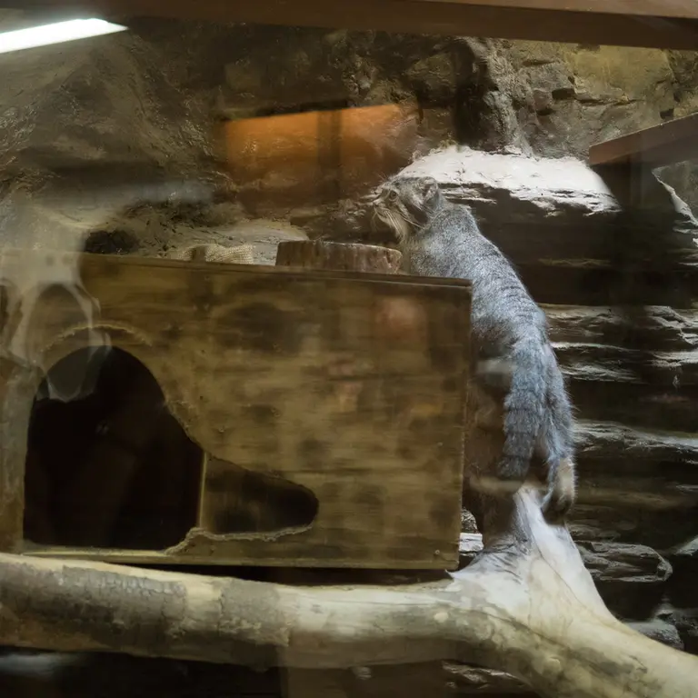 A photograph of Klyon in Ueno Zoological Gardens