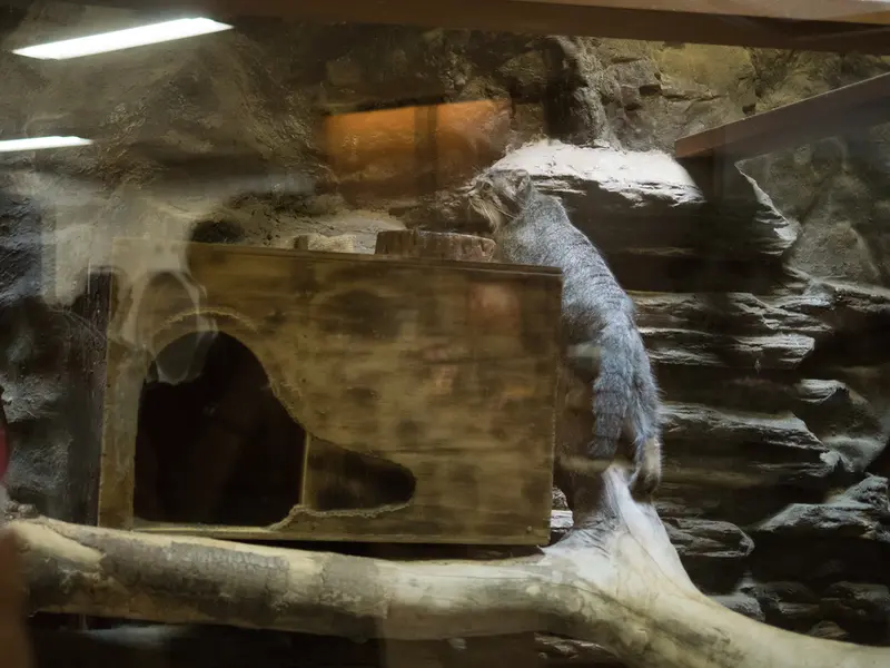A photograph of Klyon in Ueno Zoological Gardens