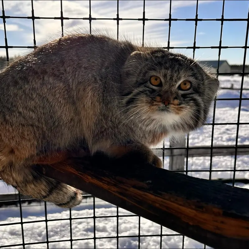 A photograph of a Pallas's cat in Safari North Wildlife Park