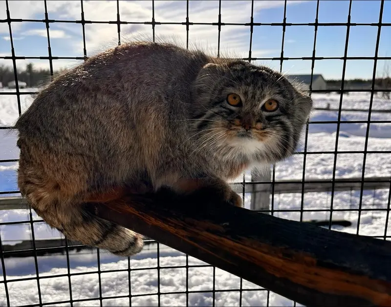 A photograph of a Pallas's cat in Safari North Wildlife Park