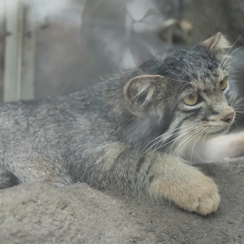 A photograph of Oto in Kobe Animal Kingdom