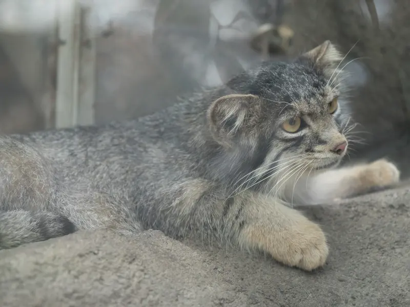 A photograph of Oto in Kobe Animal Kingdom