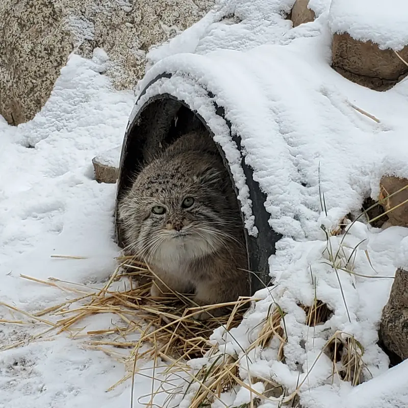 A photograph of Mushdog in Cincinnati Zoo