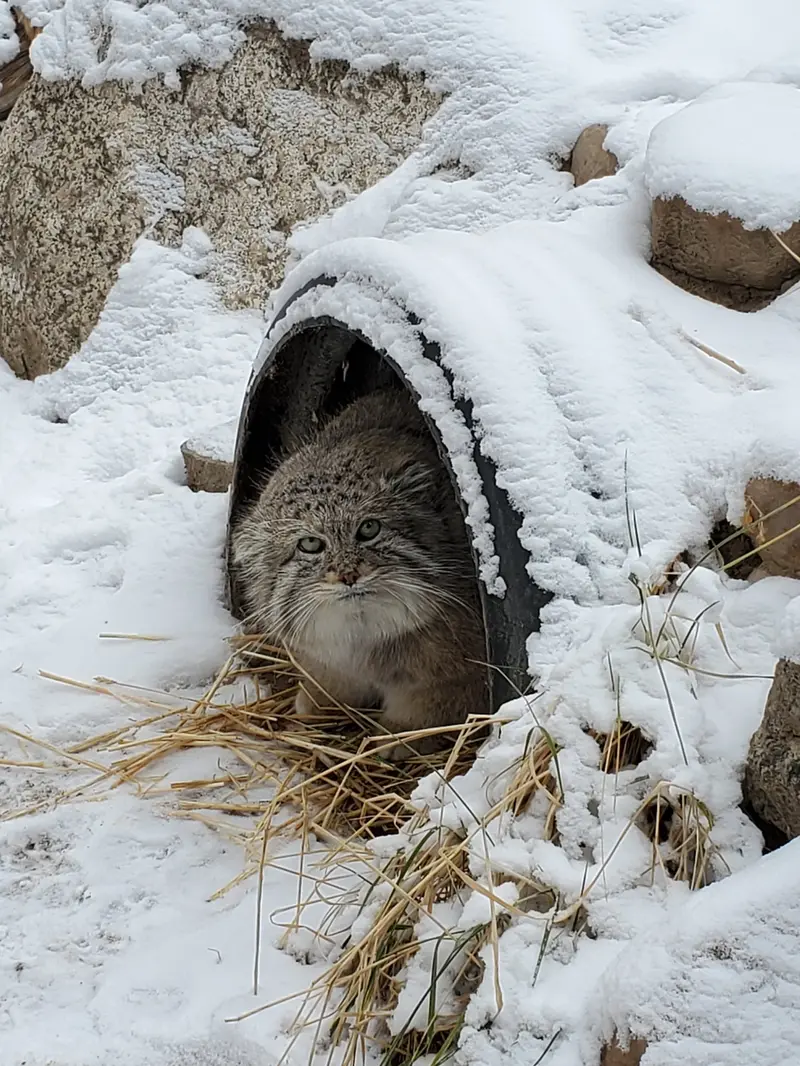 A photograph of Mushdog in Cincinnati Zoo