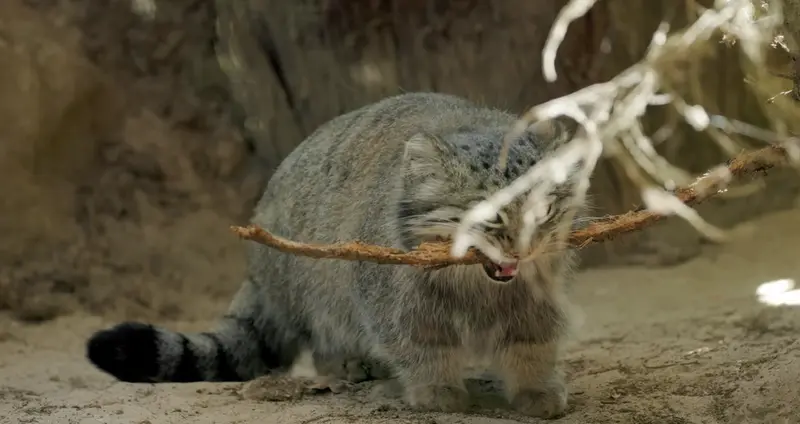 A photograph of a Pallas's cat