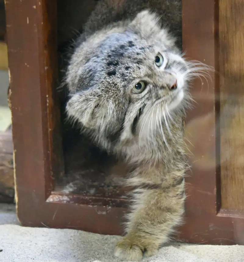 A photograph of Klyon in Ueno Zoological Gardens