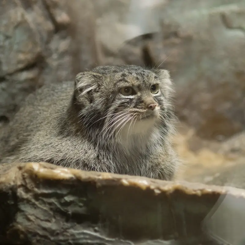 A photograph of Shafran in Ueno Zoological Gardens