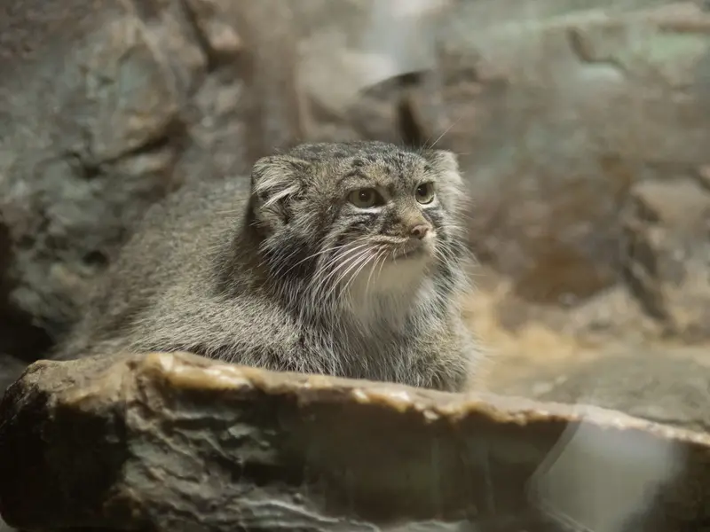 A photograph of Shafran in Ueno Zoological Gardens