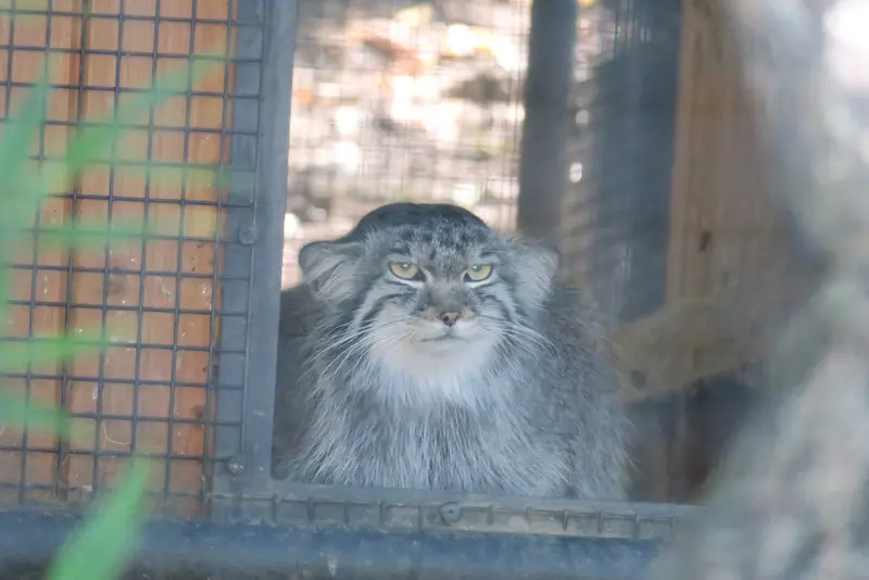A photograph of Ariunaa in Brno Zoo