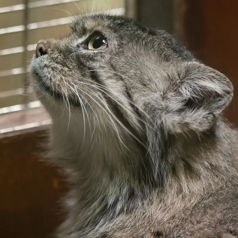 A photograph of Primula in Ueno Zoological Gardens