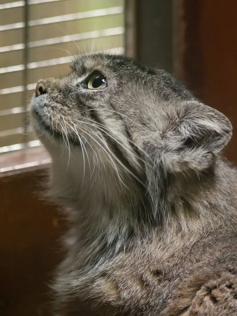 A photograph of Primula in Ueno Zoological Gardens