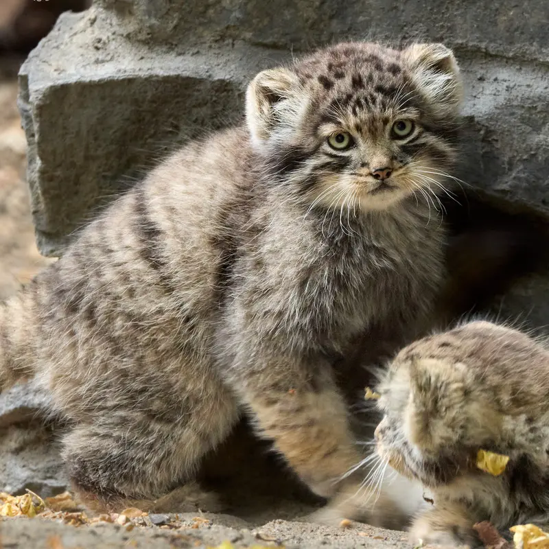 A photograph of Kitten of Lolo b.2026 Ⅱ