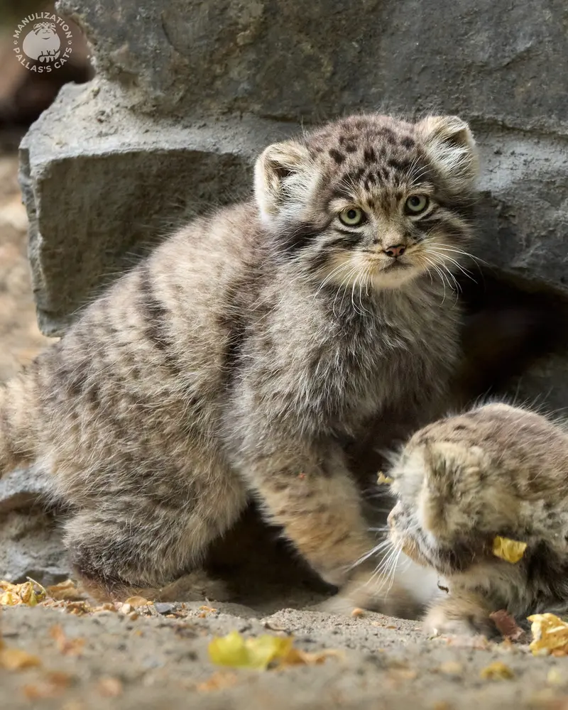 A photograph of Kitten of Lolo b.2026 Ⅱ