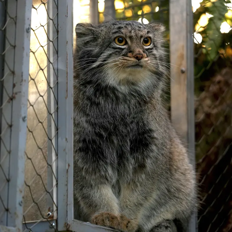 A photograph of Mei in Kobe Animal Kingdom