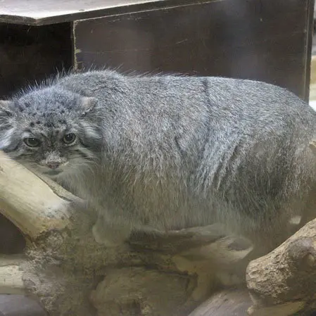 A photograph of Yus in Ueno Zoological Gardens