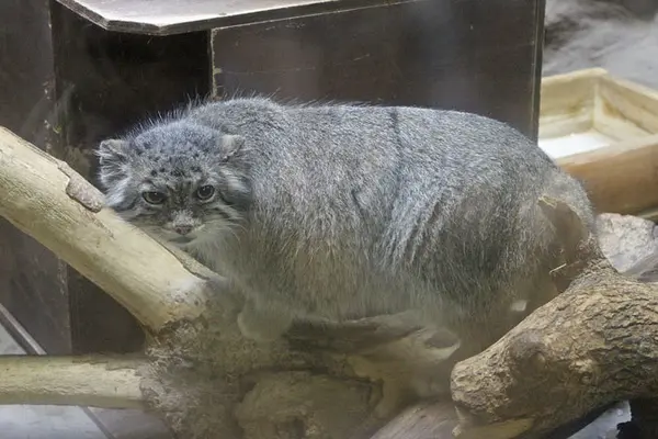 A photograph of Yus in Ueno Zoological Gardens