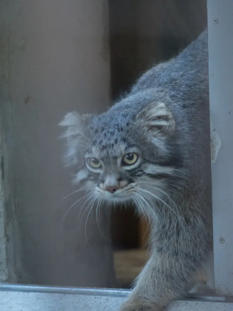A photograph of Figa in Nogeyama Zoo
