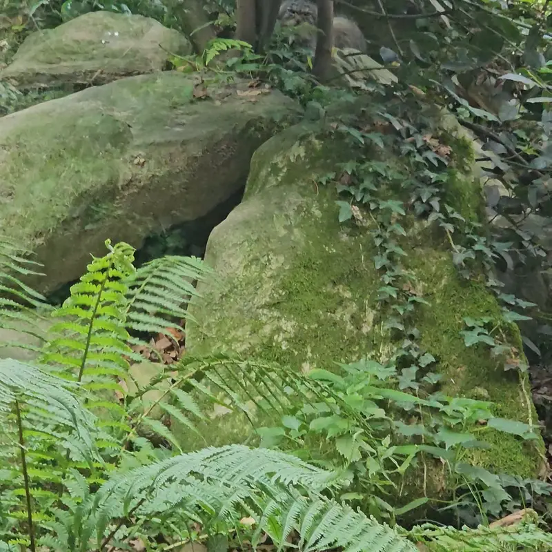 A photograph of a Pallas's cat in Parco Faunistico La Torbiera