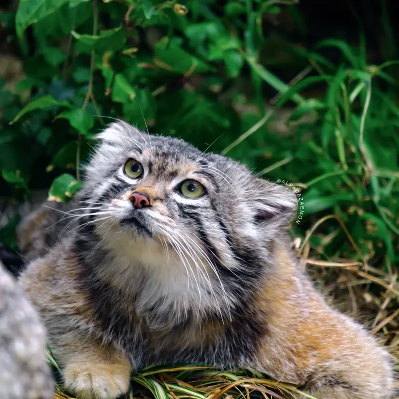 A photograph of Lev in Kobe Animal Kingdom