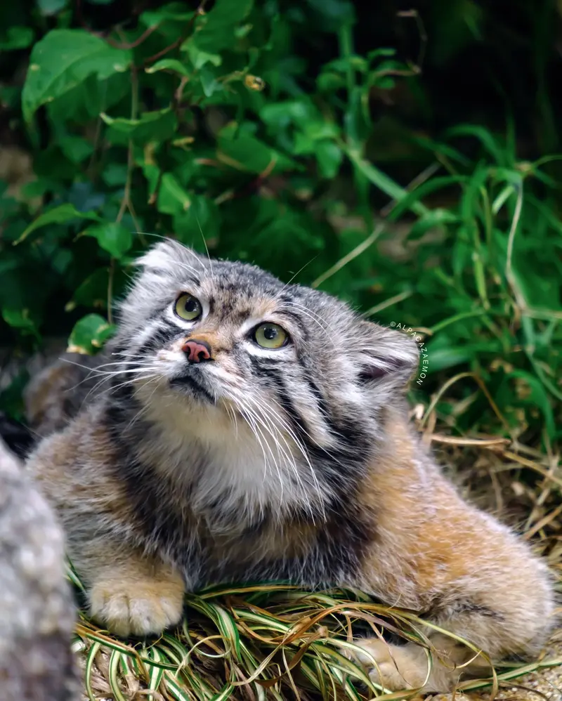 A photograph of Lev in Kobe Animal Kingdom