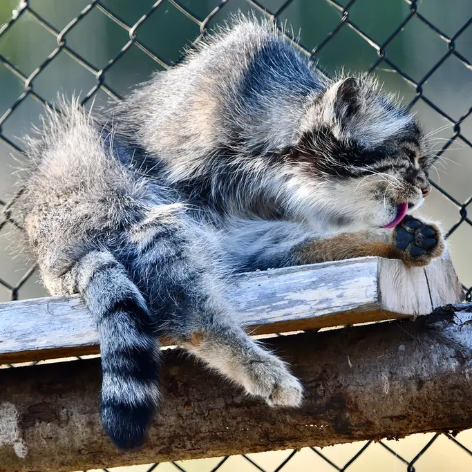 A photograph of Atlan in Port Lympne Wild Animal Park