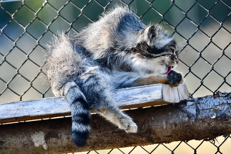 A photograph of Atlan in Port Lympne Wild Animal Park