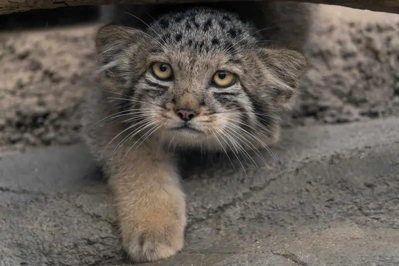 A photograph of San in Kobe Animal Kingdom