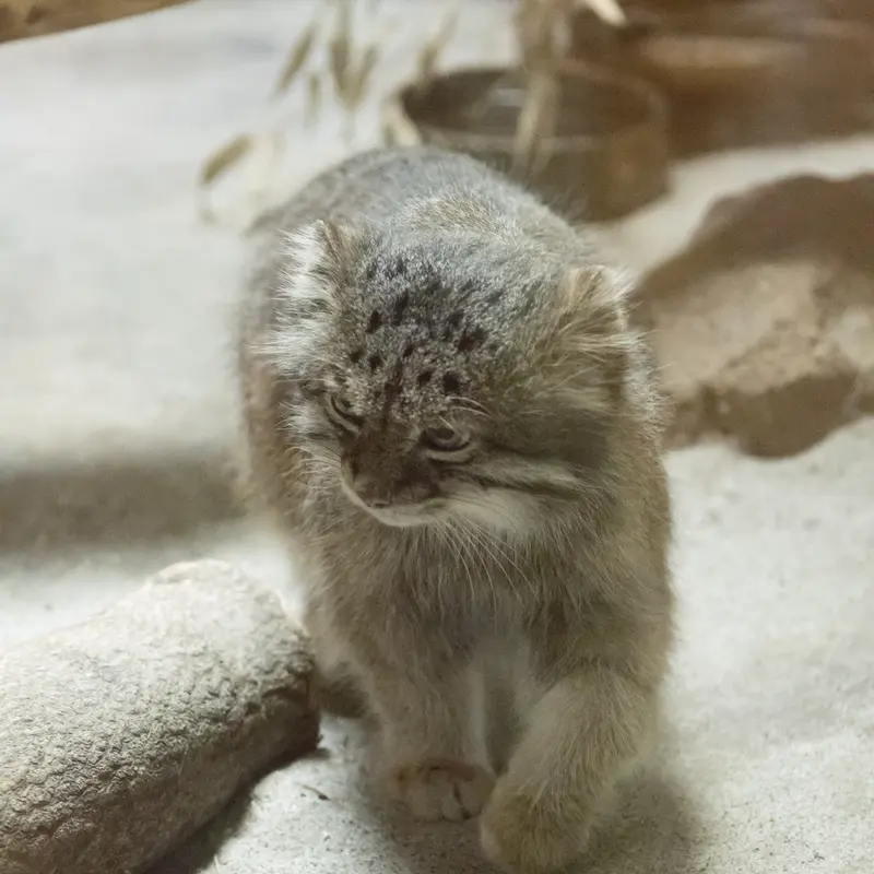 A photograph of Klyon in Ueno Zoological Gardens