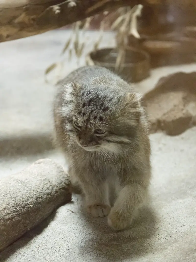 A photograph of Klyon in Ueno Zoological Gardens