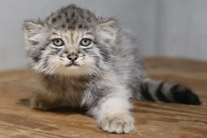 A photograph of a Pallas's cat in Kobe Animal Kingdom