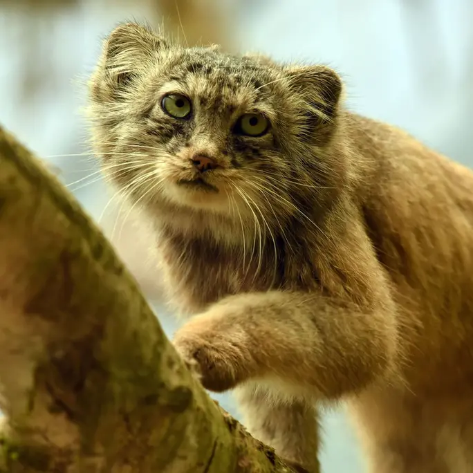 A photograph of Rohtang in Lumigny Safari Reserve