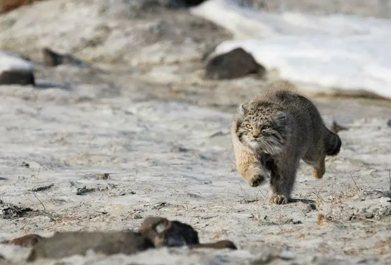 A photograph of a Pallas's cat
