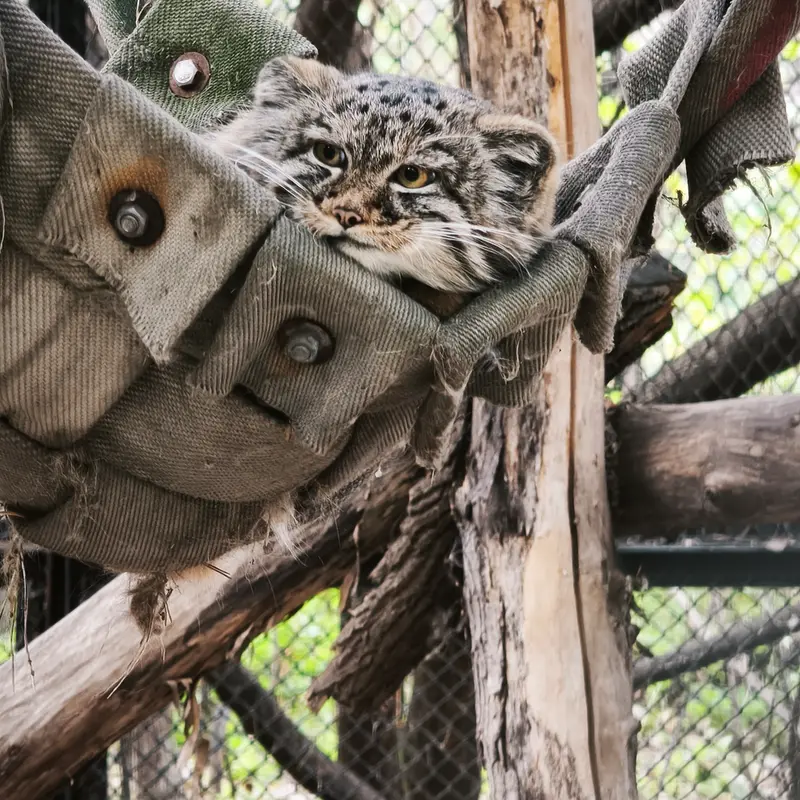 A photograph of Son of Adele b.2026 Ⅲ in Novosibirsk Zoo