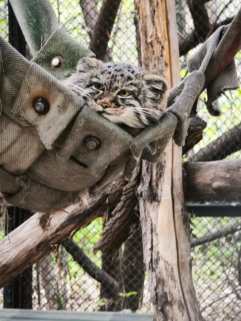 A photograph of Son of Adele b.2026 Ⅲ in Novosibirsk Zoo