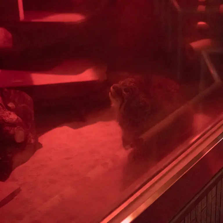 A photograph of Naim in Ueno Zoological Gardens