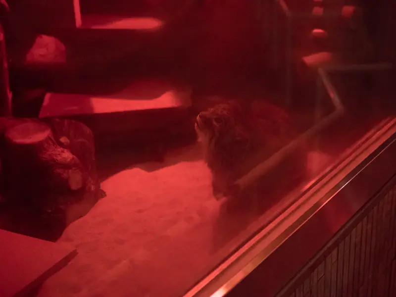 A photograph of Naim in Ueno Zoological Gardens