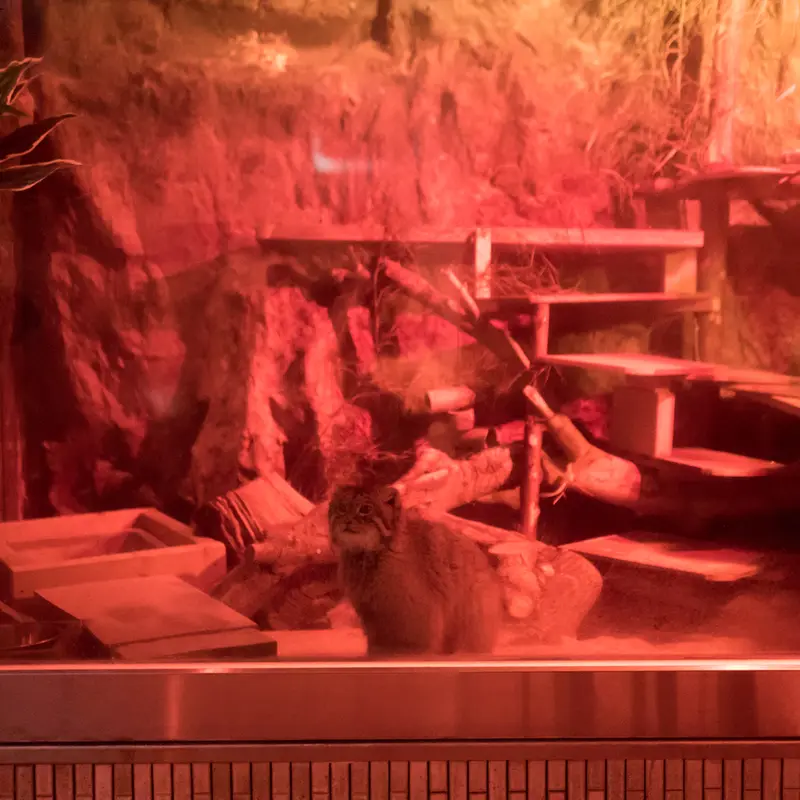 A photograph of Naim in Ueno Zoological Gardens