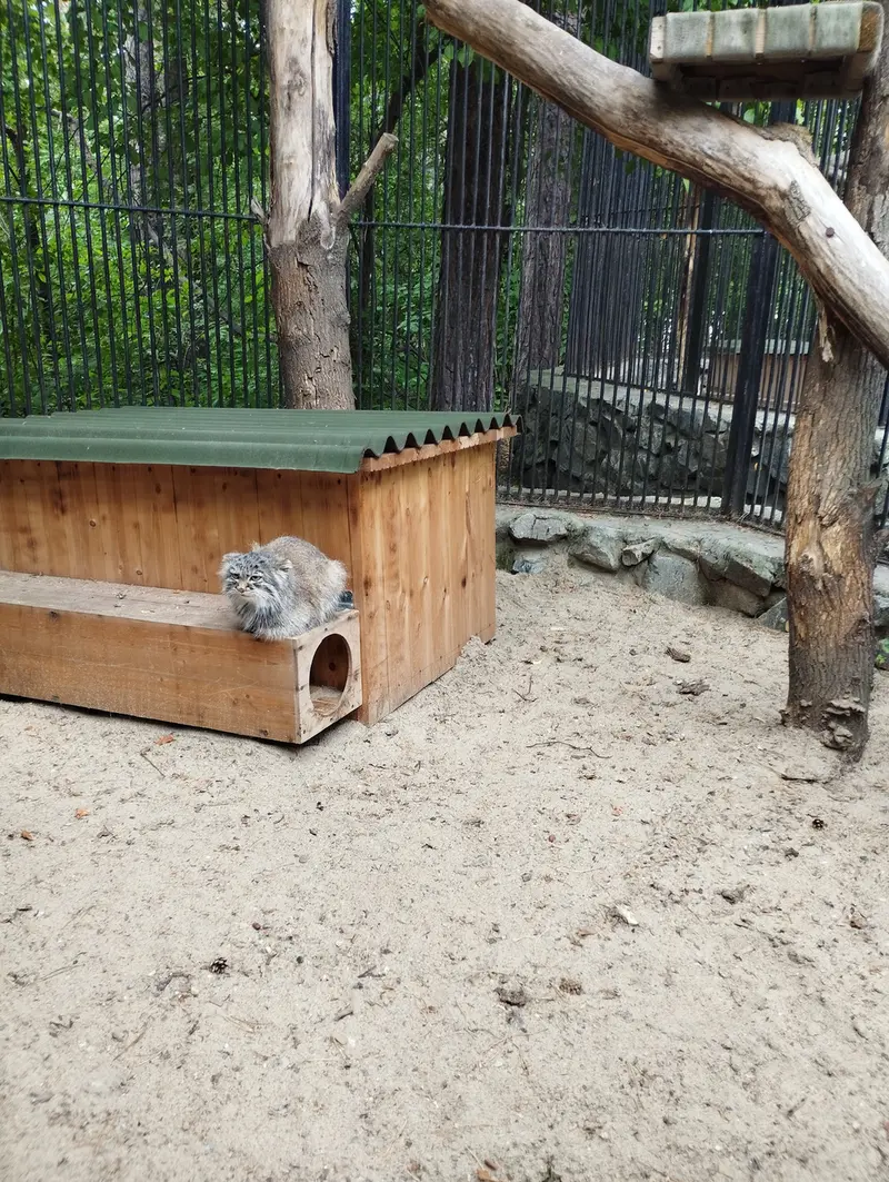 A photograph of a Pallas's cat in Novosibirsk Zoo