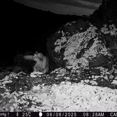 A photograph of Otocolobus manul manul from Zhilandy camera trap