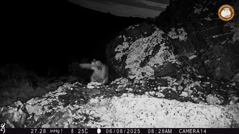 A photograph of Otocolobus manul manul from Zhilandy camera trap