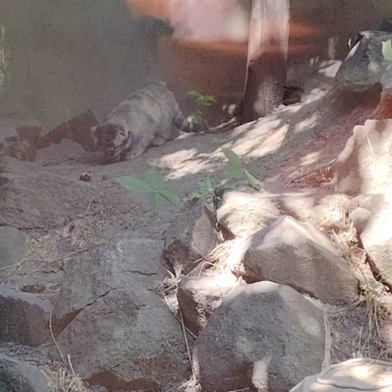 A photograph of a Pallas's cat in Budapest Zoo & Botanical Garden