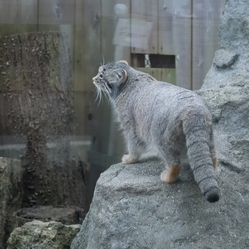A photograph of Oto in Saitama Children's Zoo